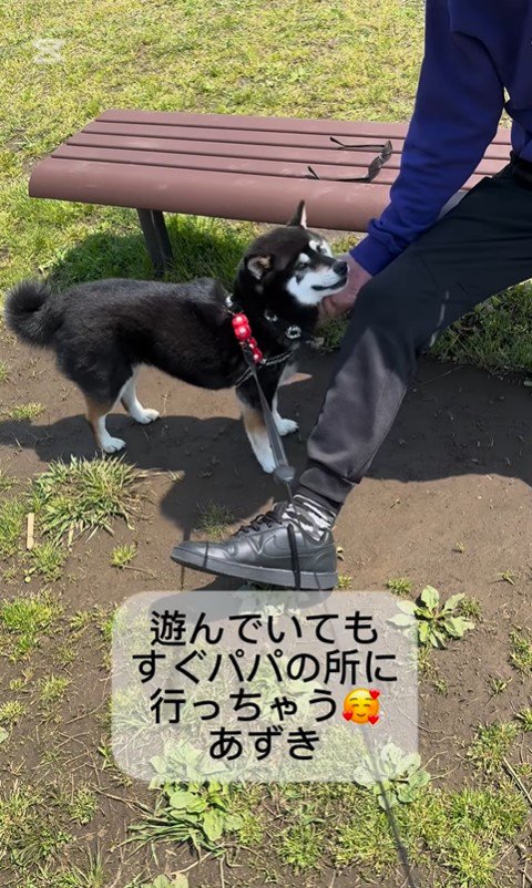 あずきちゃんとお父さんの再会9
