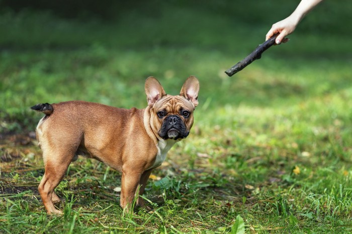 無視する犬