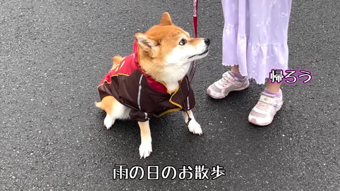 歩かなくなった柴犬