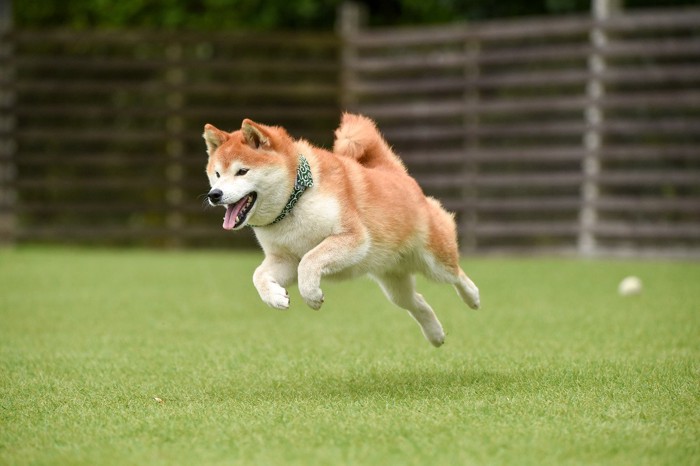 走る柴犬