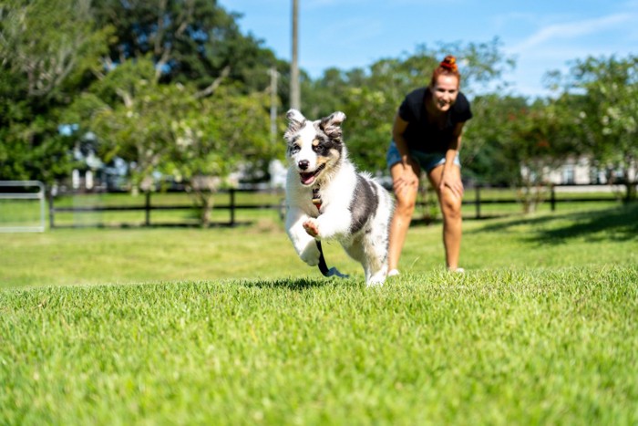 芝生で遊ぶ犬と飼い主