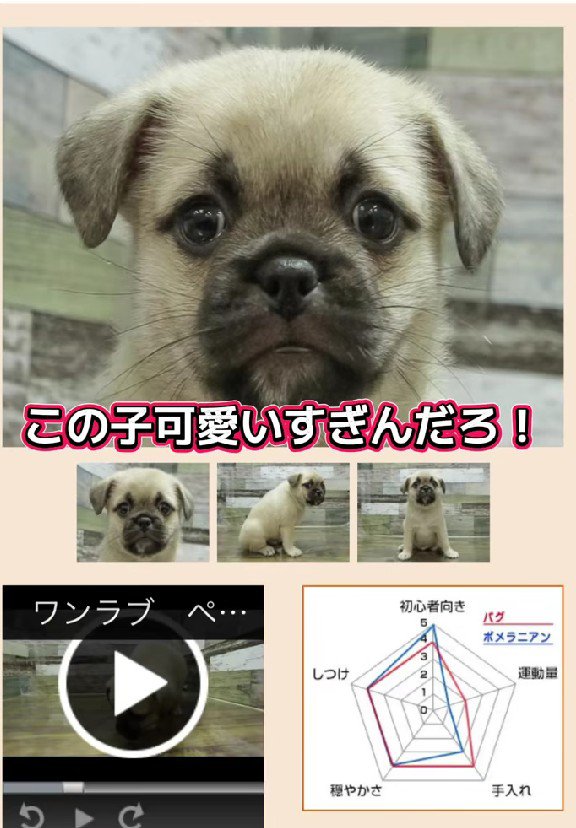 ネットで一目惚れした子犬