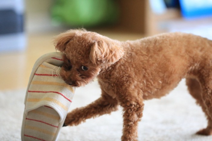 スリッパを持っていこうとする犬