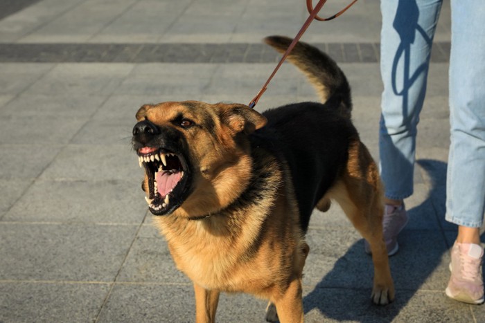 吠える犬