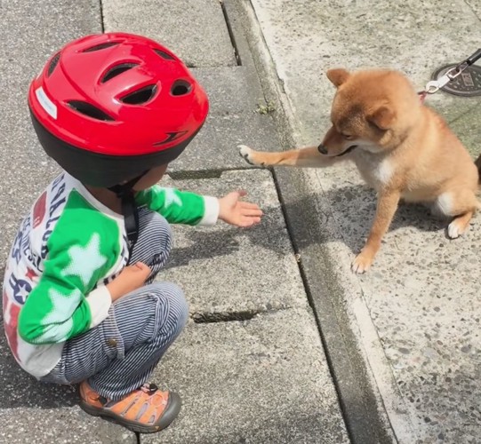 前足を差し出す柴犬