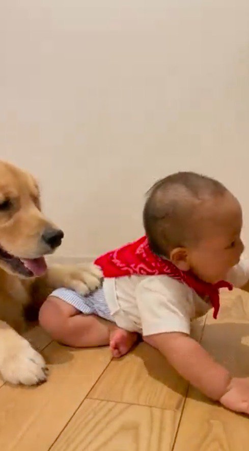 赤ちゃんの足に前足を乗せて動きを封じる犬