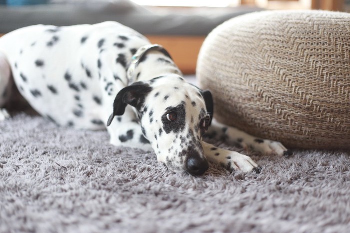 明るい部屋で心配そうな大型犬