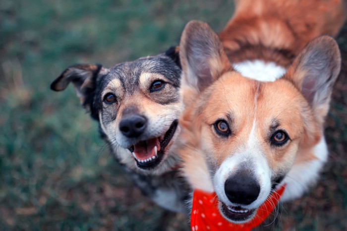 2頭の犬の顔のアップ