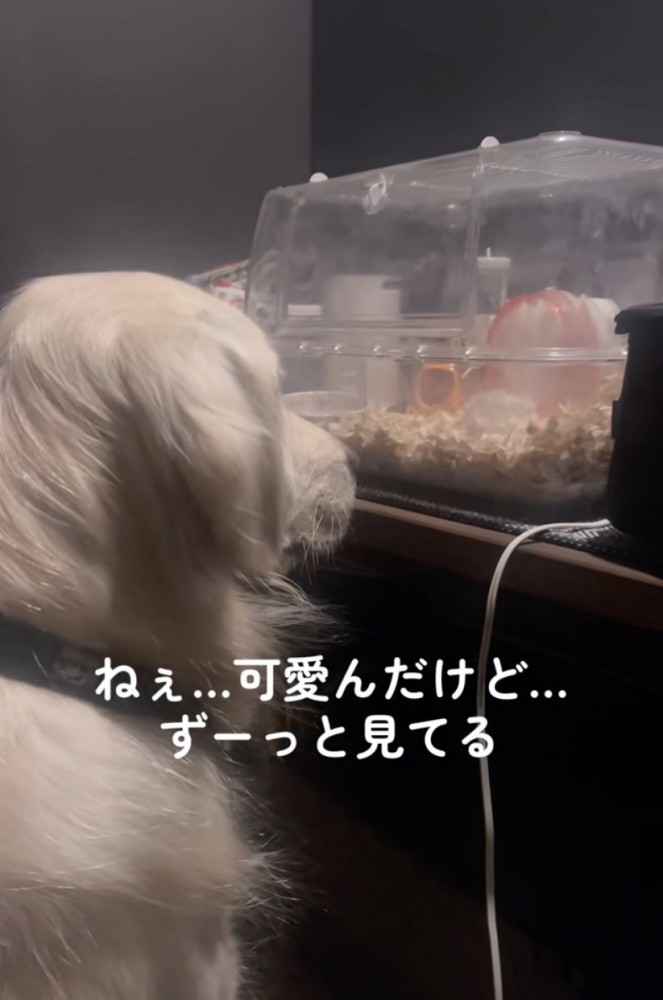 後ろ姿を見つめるれんちゃん