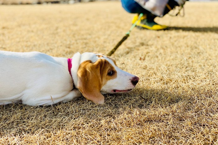 散歩中に歩かない犬