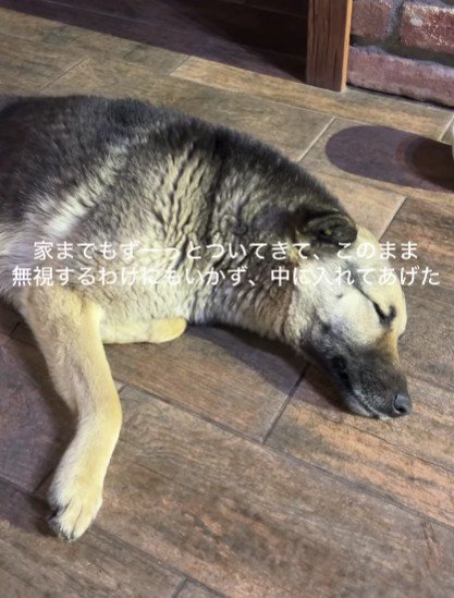 ひとまず家に連れて帰ることに