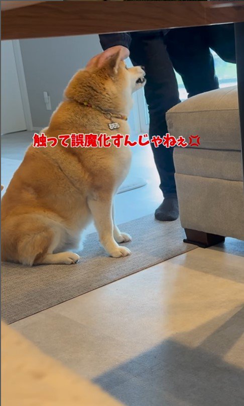 パパがお仕事に行くのを嫌がるおもち君4