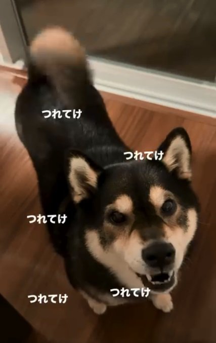 圧がスゴイももちゃん