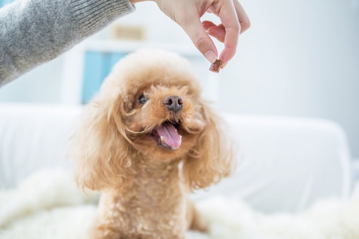 ご褒美のおやつをもらう犬