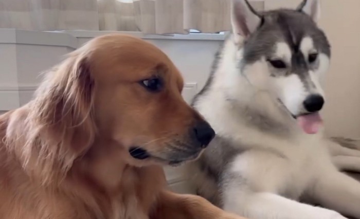 横目でハスキー犬を見るゴールデンレトリバー
