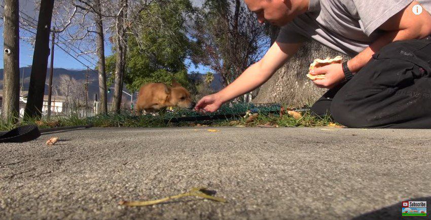 網の上におびき寄せられる犬