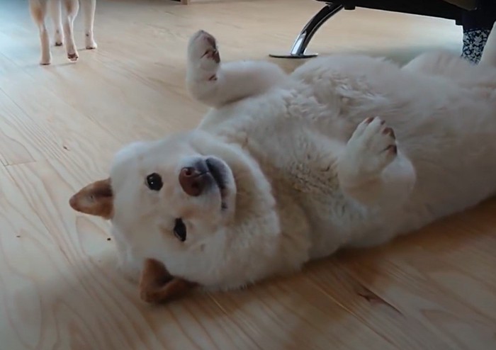 遠くに見える犬の足と仰向けの犬のアップ