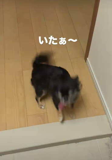 尻尾を振って喜ぶササちゃん