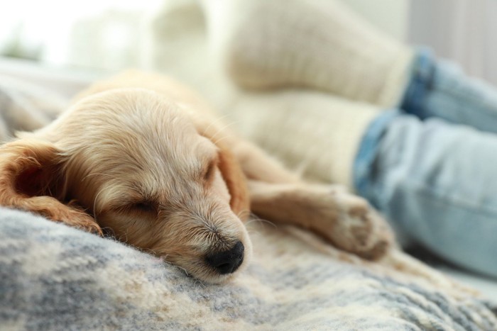 人の足のそばで寝ている犬