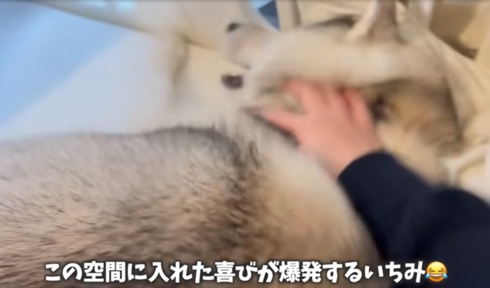 喜ぶ犬