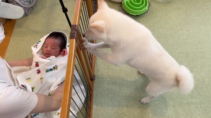 ゲートをカリカリ！！