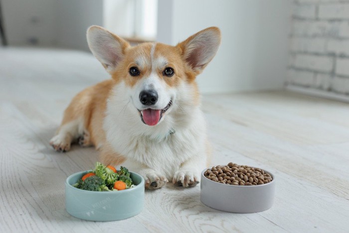 にんじんをカットする様子を見る犬
