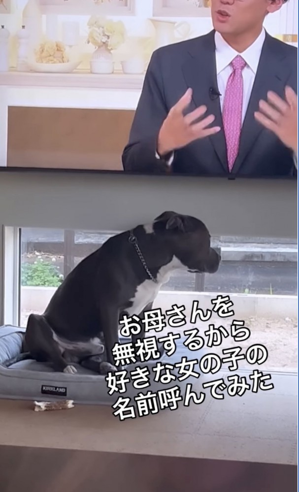 無視をする犬1