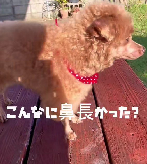 「こんな鼻長かったっけ…？」