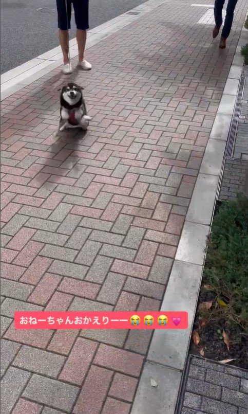 ネモちゃんの熱烈歓迎3