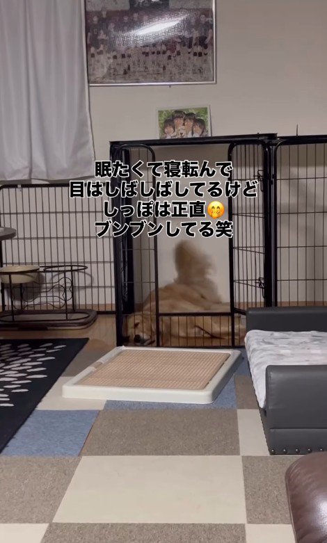 お姉ちゃん帰宅時のこむぎちゃん2