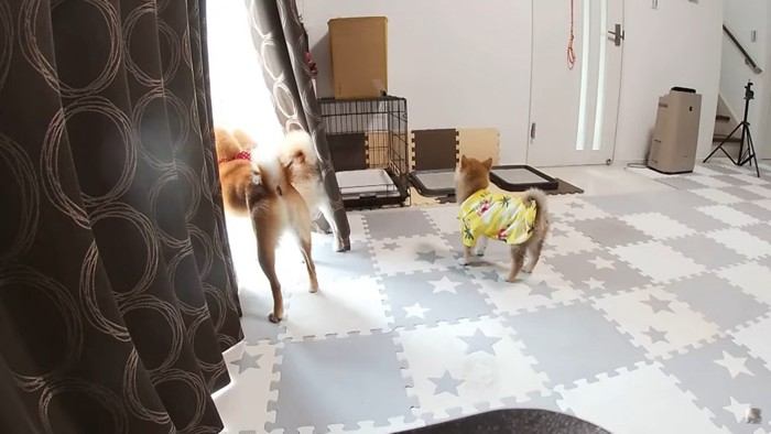 窓から見送る犬と子犬