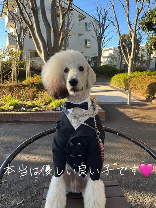 普段はとても優しいワンダくん