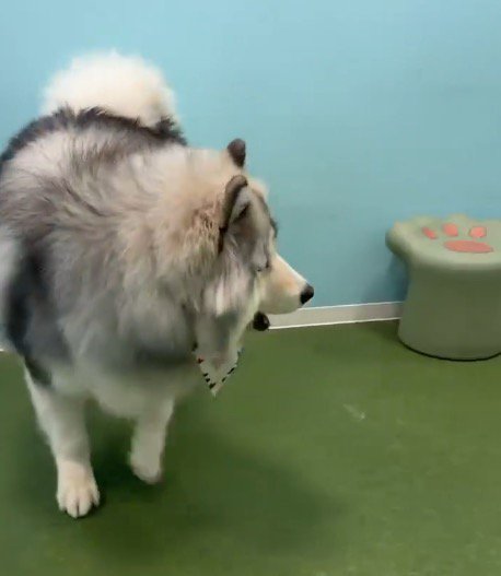 チャウチャウが落としたおやつを食べるアラスカン・マラミュート