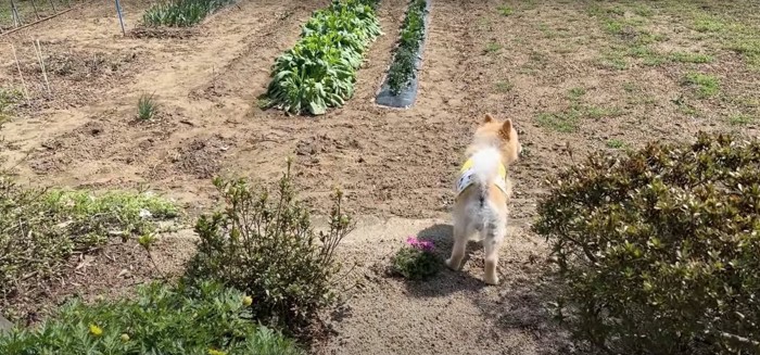 ピンクの花の横で畑を見つめる犬