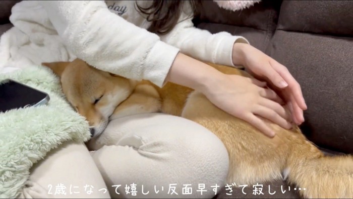 膝の上で眠るオスの柴犬を撫でる女性