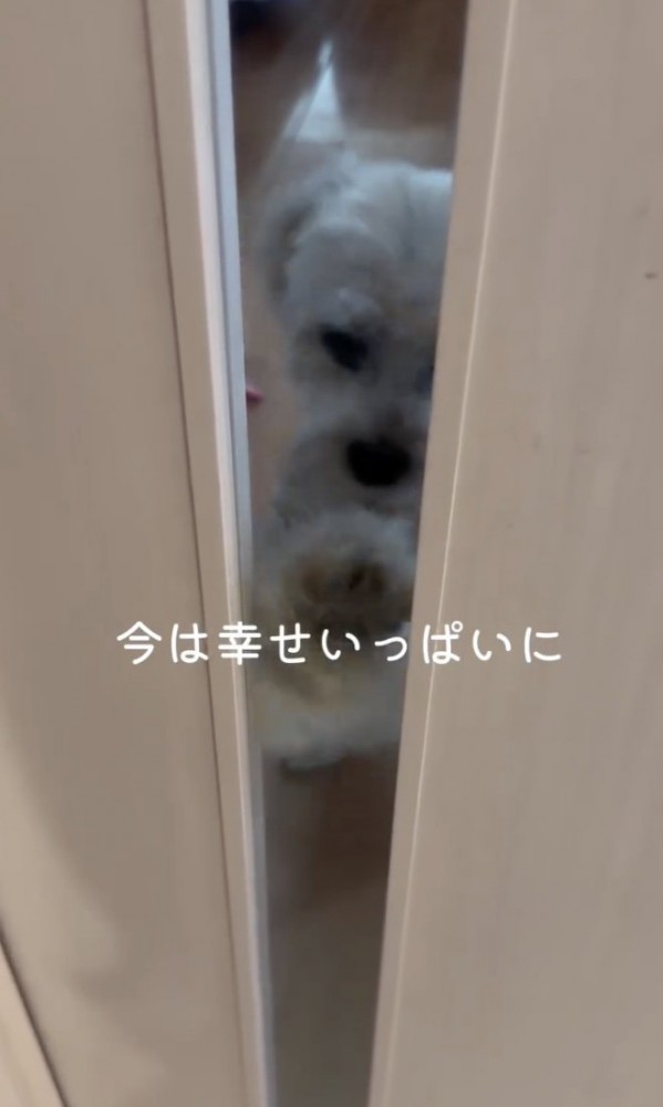今は幸せなカリカリ