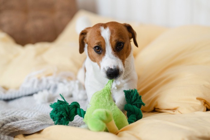 ぬいぐるみで遊ぶ犬