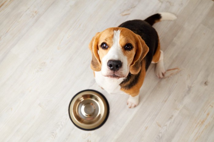 空の食器の前で見上げる犬