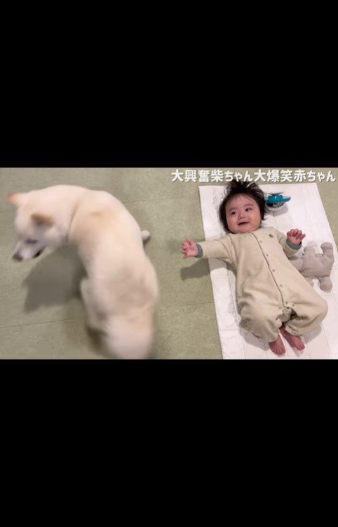 はしゃぐおまめ君＆笑う赤ちゃん2