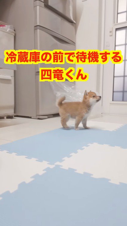 飼い主に近寄る子犬