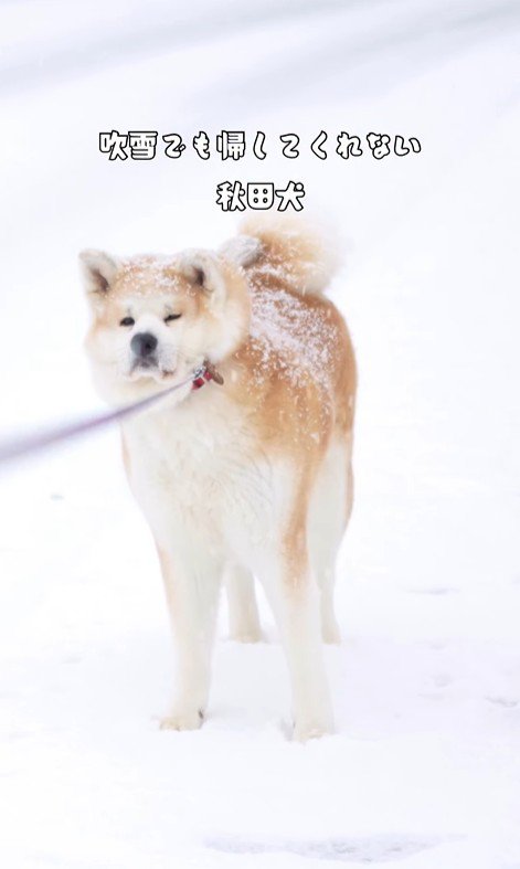 お散歩中に帰宅拒否！