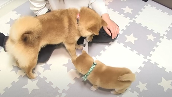 綱引きする犬たち