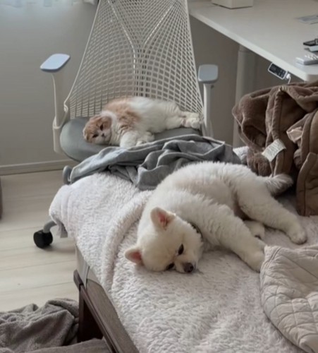 2匹とも眠そう