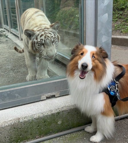 動物