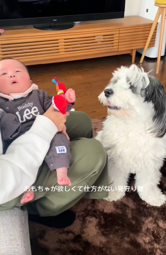 おもちゃが欲しいわんこ