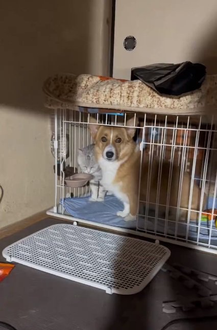 ケージにいる小麦くんとにゃーさん