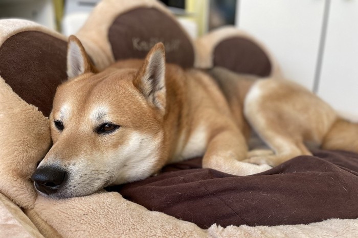 犬用ベッドで寝る柴犬