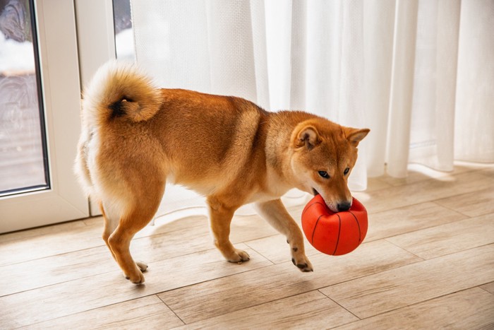 おもちゃをくわえながらフローリングの上を歩く柴犬