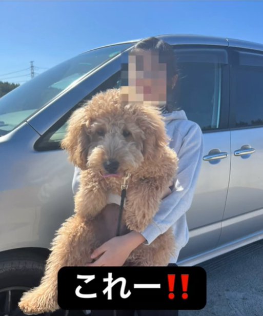 抱っこされる犬1