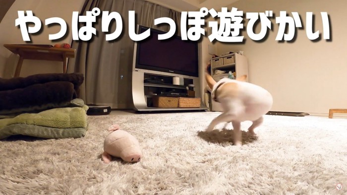 おもちゃとまわる犬